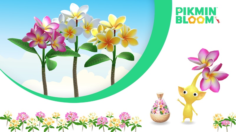 皮克敏7月主花副花巨大花朵